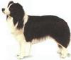 Dog - Border Collie (Canis lupus familiaris)