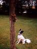 Dog - Border Collie (Canis lupus familiaris)