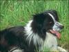 Dog - Border Collie (Canis lupus familiaris)