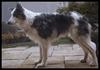 Dog - Border Collie (Canis lupus familiaris)