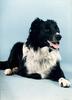 Dog - Border Collie (Canis lupus familiaris)