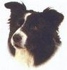Dog - Border Collie (Canis lupus familiaris)