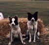 Dogs - Border Collie (Canis lupus familiaris)