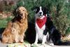 Dogs - Border Collie (Canis lupus familiaris)