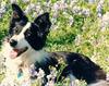 Dog - Border Collie (Canis lupus familiaris)