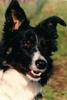 Dog - Border Collie (Canis lupus familiaris)