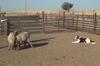 Dog - Border Collie (Canis lupus familiaris) with sheep herd