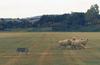 Dog - Border Collie (Canis lupus familiaris) with sheep herd