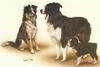 [Painting] Dogs - Border Collie (Canis lupus familiaris)