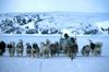 Greenland: Eskimo Sled-dogs (Canis lupus familiaris)