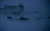 Greenland: Eskimo Sled-dogs (Canis lupus familiaris)