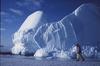 Greenland: Eskimo Sled-dog (Canis lupus familiaris)