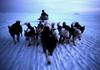 Greenland: Eskimo Sled-dogs (Canis lupus familiaris)