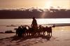 Greenland: Eskimo Sled-dogs (Canis lupus familiaris)