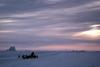 Greenland: Eskimo Sled-dogs (Canis lupus familiaris)