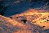 Greenland: Eskimo Sled-dogs (Canis lupus familiaris)