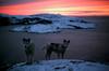 Greenland: Eskimo Sled-dogs (Canis lupus familiaris)