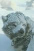 Cananda: Eskimo Sled-dog (Canis lupus familiaris)