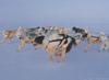 Cananda: Eskimo Sled-dogs (Canis lupus familiaris)