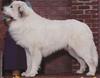 White Dog - Great Pyrenees (Canis lupus familiaris)