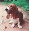 Dog - Basset Hound (Canis lupus familiaris)