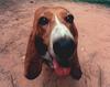 Dog - Basset Hound (Canis lupus familiaris)