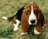 Dog - Basset Hound (Canis lupus familiaris)