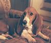 Dog - Basset Hound (Canis lupus familiaris)