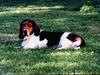 Dog - Basset Hound (Canis lupus familiaris)