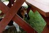 Dog - Basset Hound (Canis lupus familiaris)