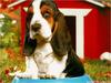 Dog - Basset Hound (Canis lupus familiaris)