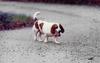 Dog - Basset Hound (Canis lupus familiaris)