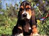 Dog - Basset Hound (Canis lupus familiaris)