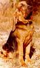 Dog - Bloodhound (Canis lupus familiaris)