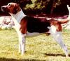 Dog - English Foxhound (Canis lupus familiaris)