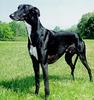 Dog - Greyhound (Canis lupus familiaris)