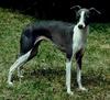 Dog - Greyhound (Canis lupus familiaris)