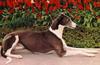 Dog - Greyhound (Canis lupus familiaris)