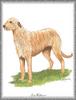 [Painting] Dog - Irish Wolfhound (Canis lupus familiaris)