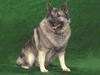 Dog - Norwegian Elkhound (Canis lupus familiaris)