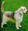 Dog - Otterhound (Canis lupus familiaris)