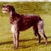 Dog - Scottish Deerhound (Canis lupus familiaris)
