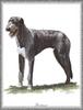 [Painting] Dog - Scottish Deerhound (Canis lupus familiaris)