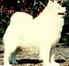 Dog - Samoyed (Canis lupus familiaris)