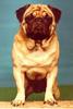 Dog - Pug (Canis lupus familiaris)