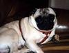 Dog - Pug (Canis lupus familiaris)