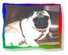 Dog - Pug (Canis lupus familiaris)