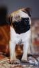 Dog - Pug (Canis lupus familiaris)