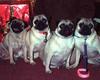 Dogs - Pug (Canis lupus familiaris)