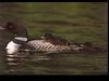 Common Loon mother and chicks (Gavia immer)